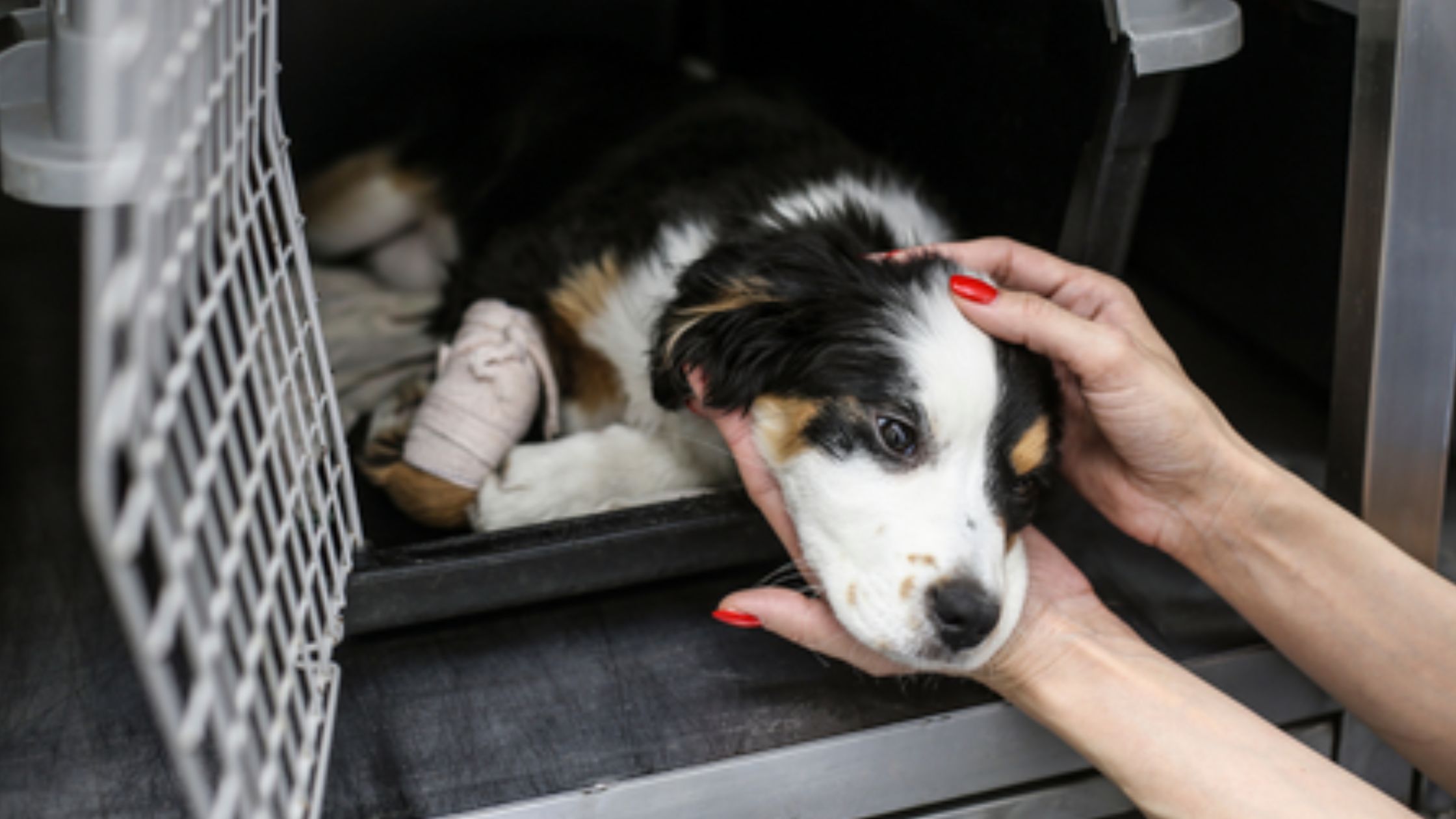 Consequences of Neglecting Animal Welfare in Cork