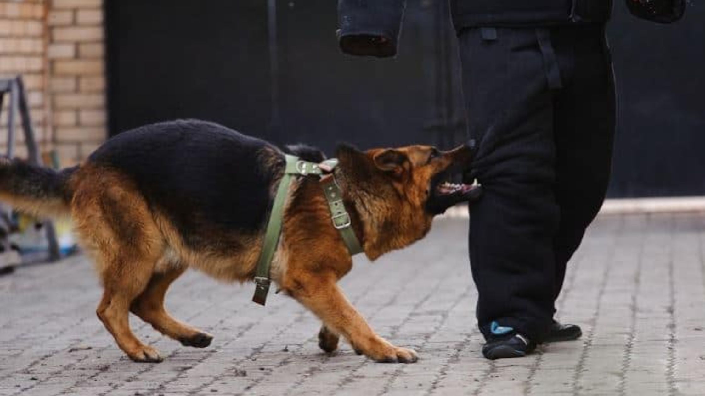 Dog Bite Injury Claims