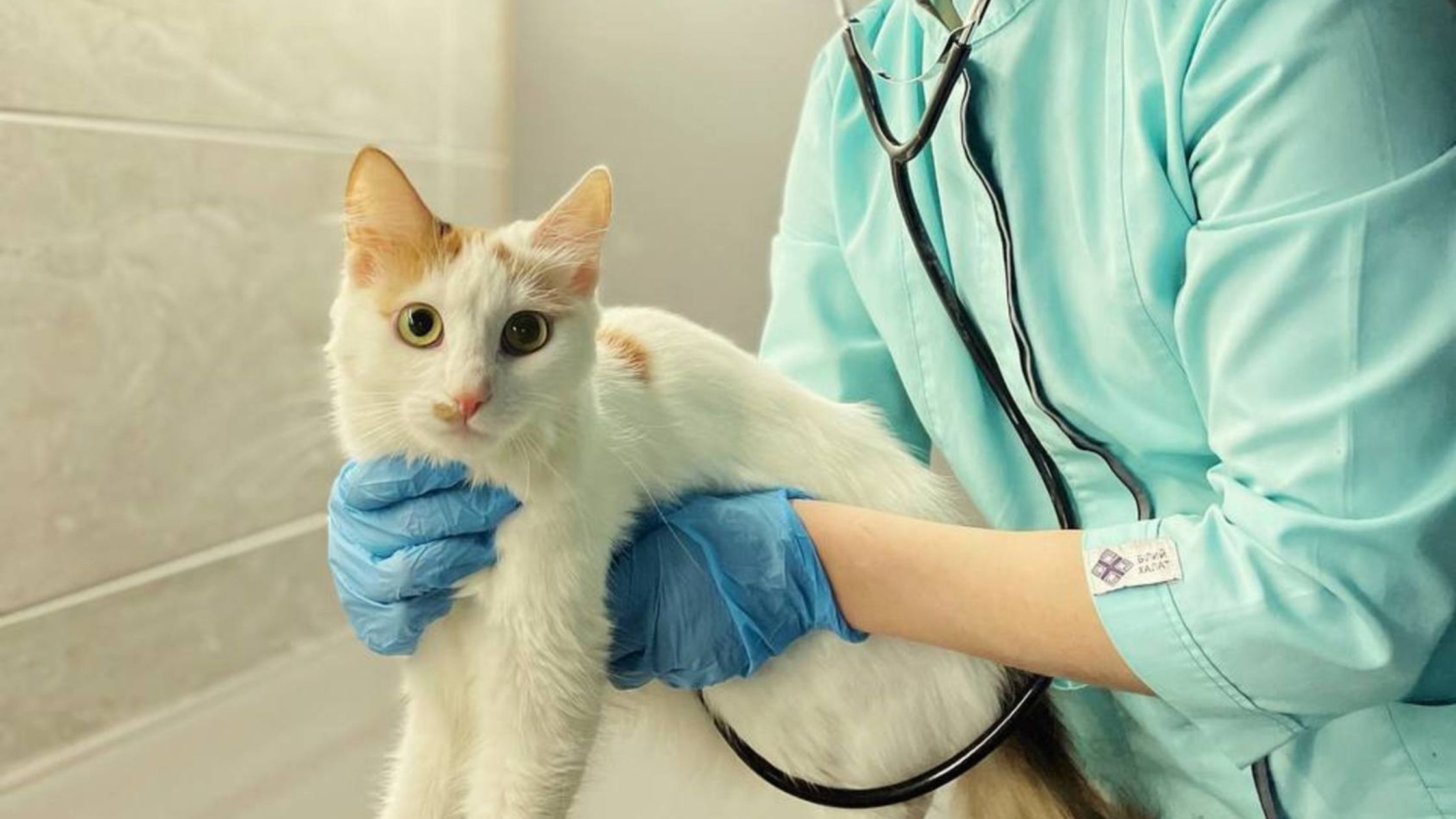 Protecting Animals