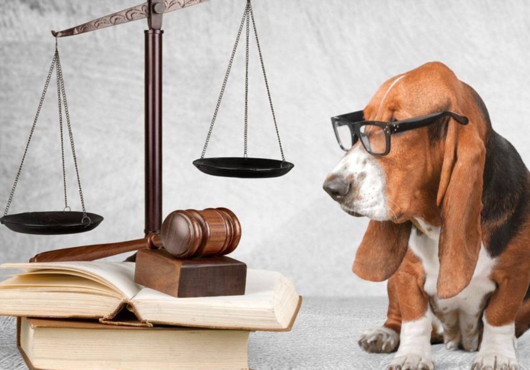 Animal Welfare Law