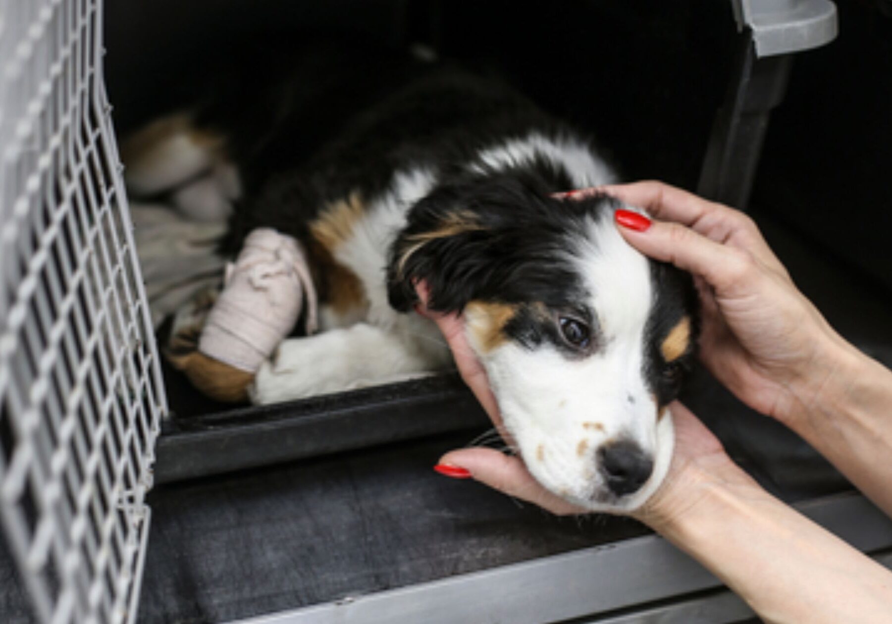 Consequences of Neglecting Animal Welfare in Cork
