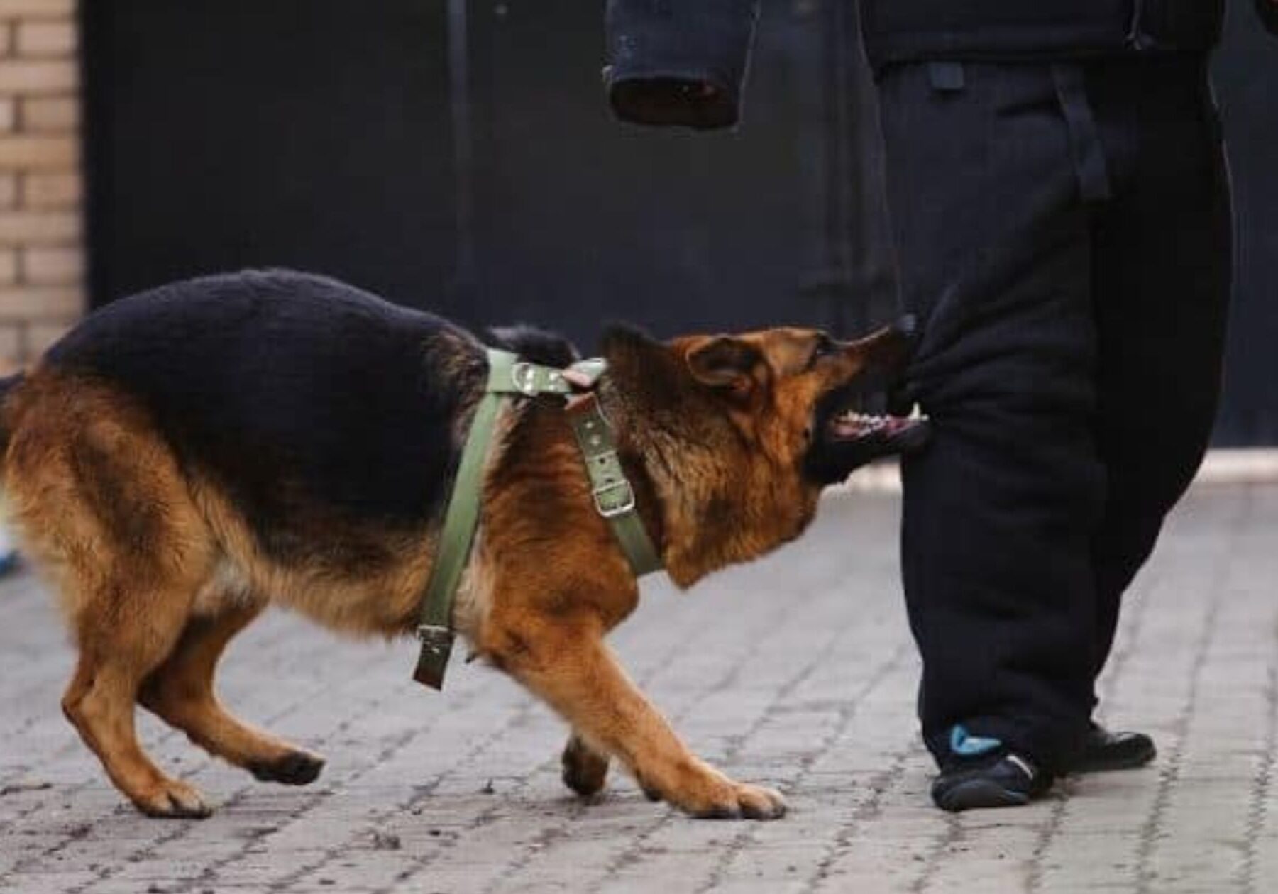 Dog Bite Injury Claims