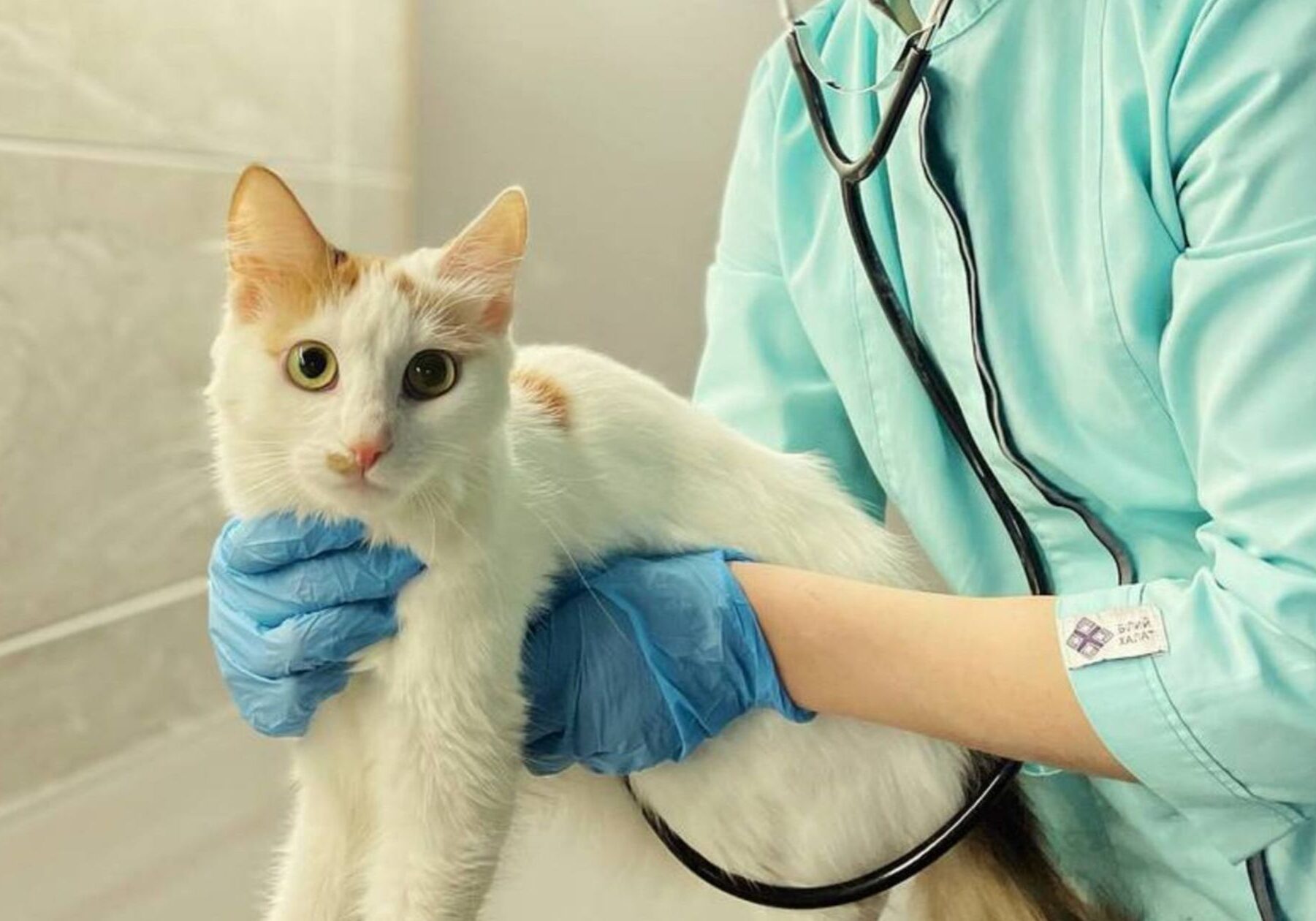Protecting Animals