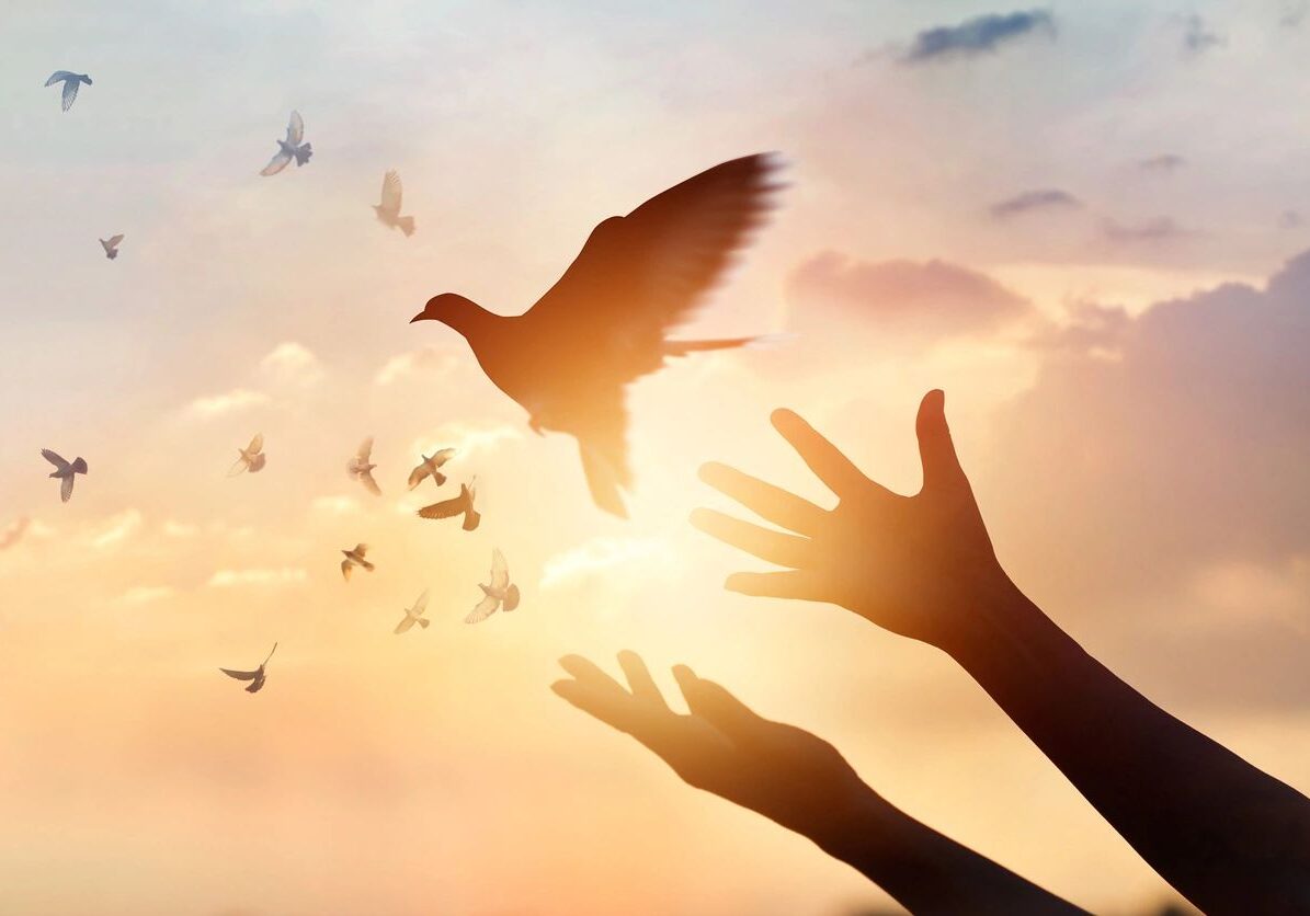 Hands releasing dove into sunset sky.
