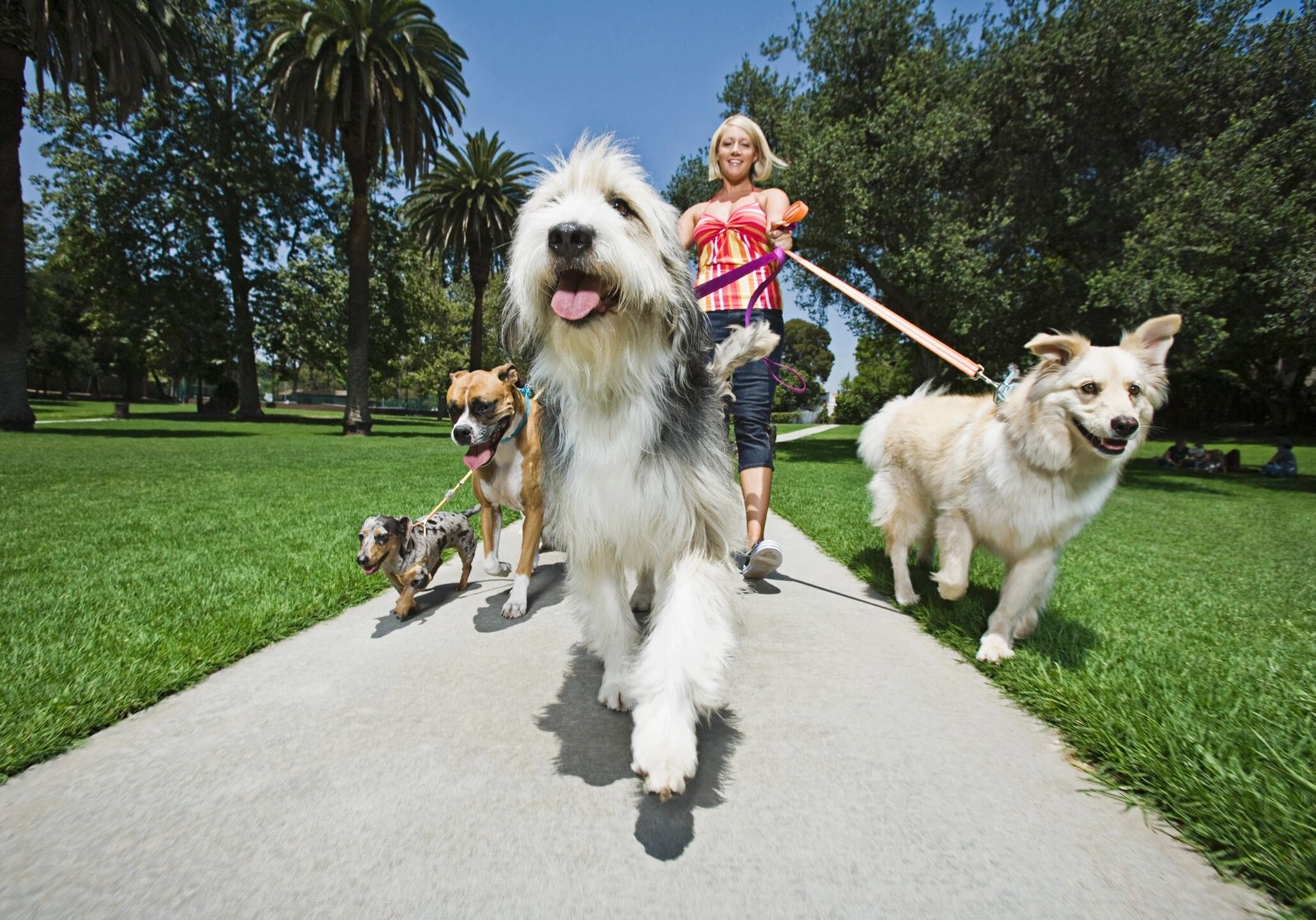 Woman walking four dogs in a park.