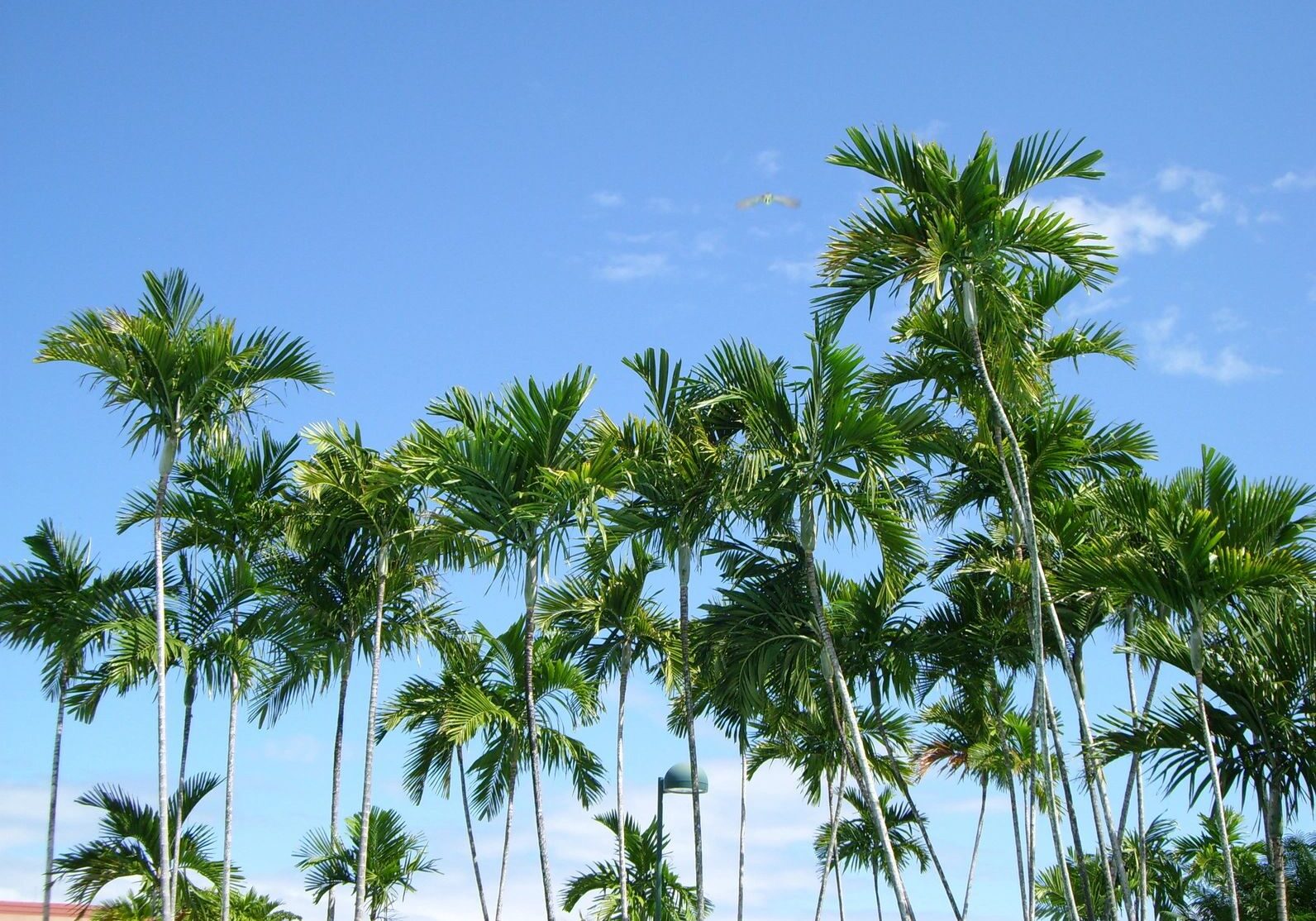 Tall palm trees under a clear blue sky.